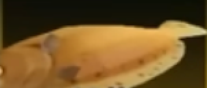 Flounder